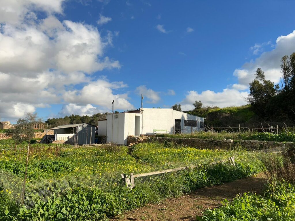 ibizasevenvillas finca agricola (14)