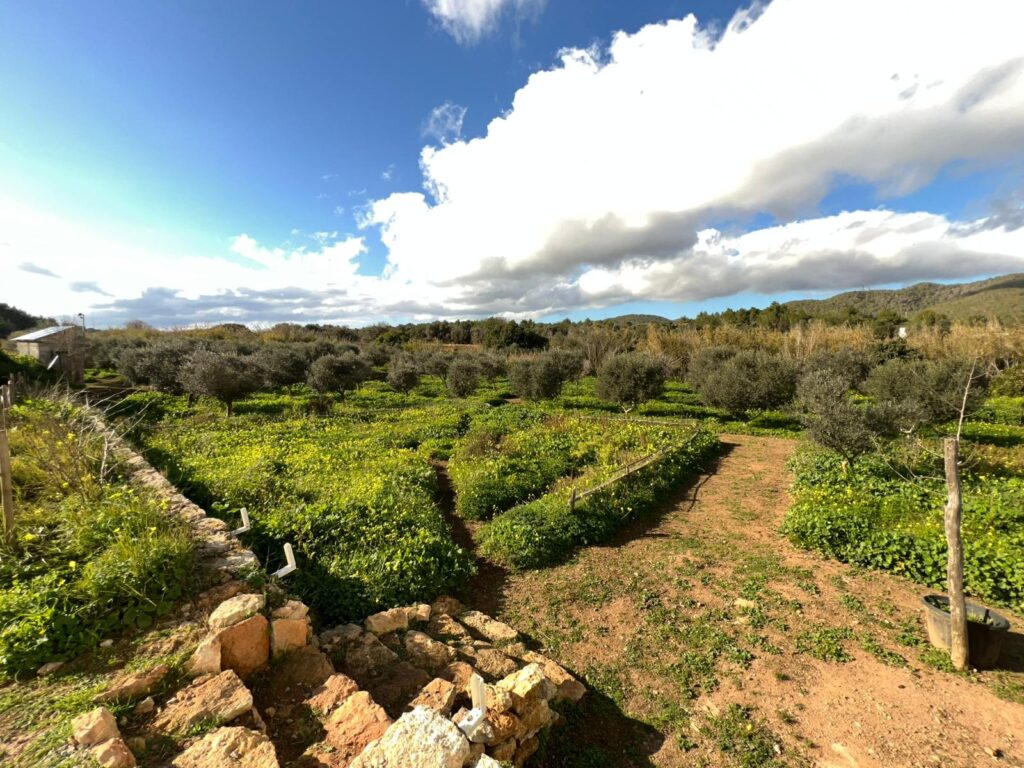 Agricultural Estate for Sale in Ibiza